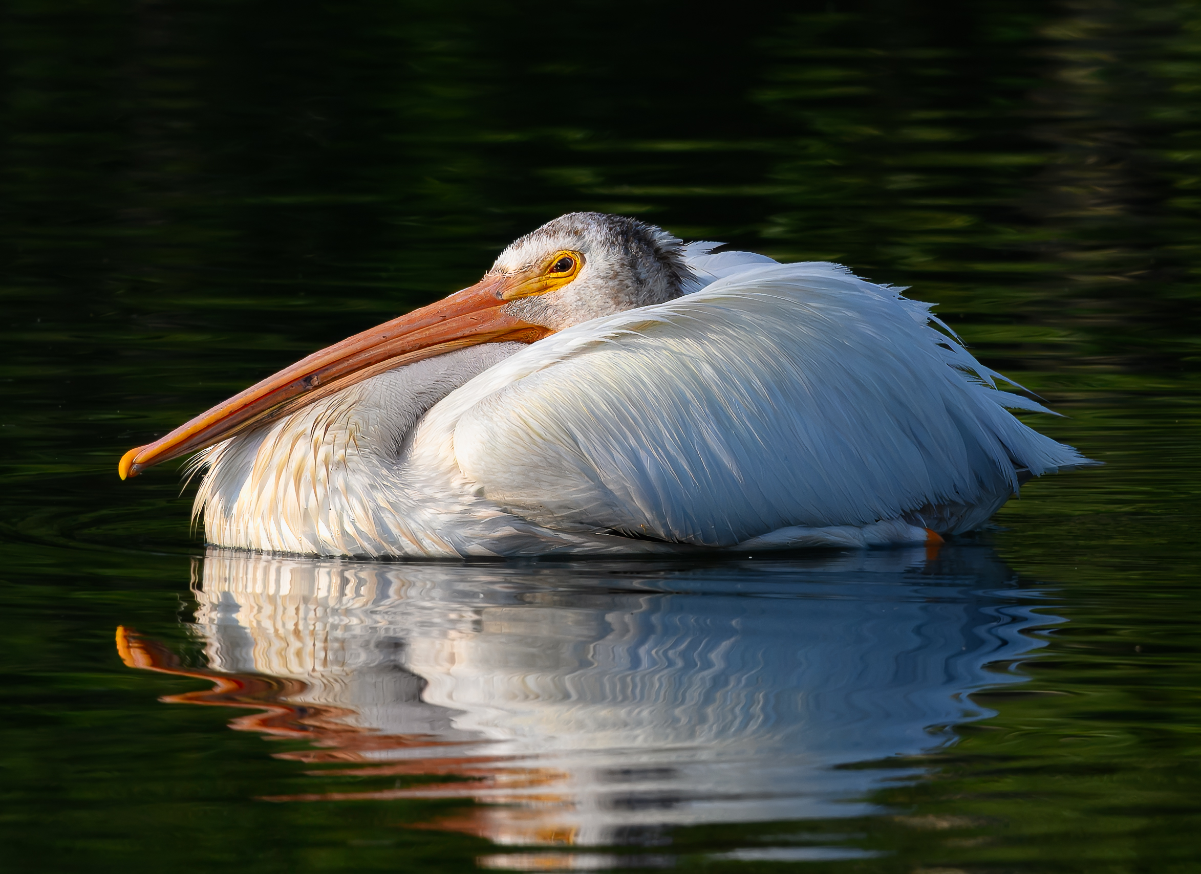 2nd PrizeOpen Nature In Class 3 By Linda Gundersen For Lazy Afternoon SEP-2024.jpg